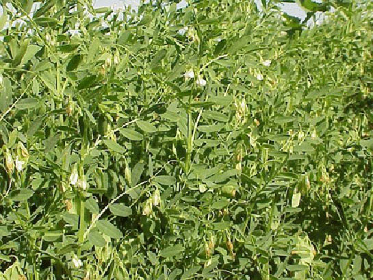 Mercimek Bitkisi Türleri ve Özellikleri